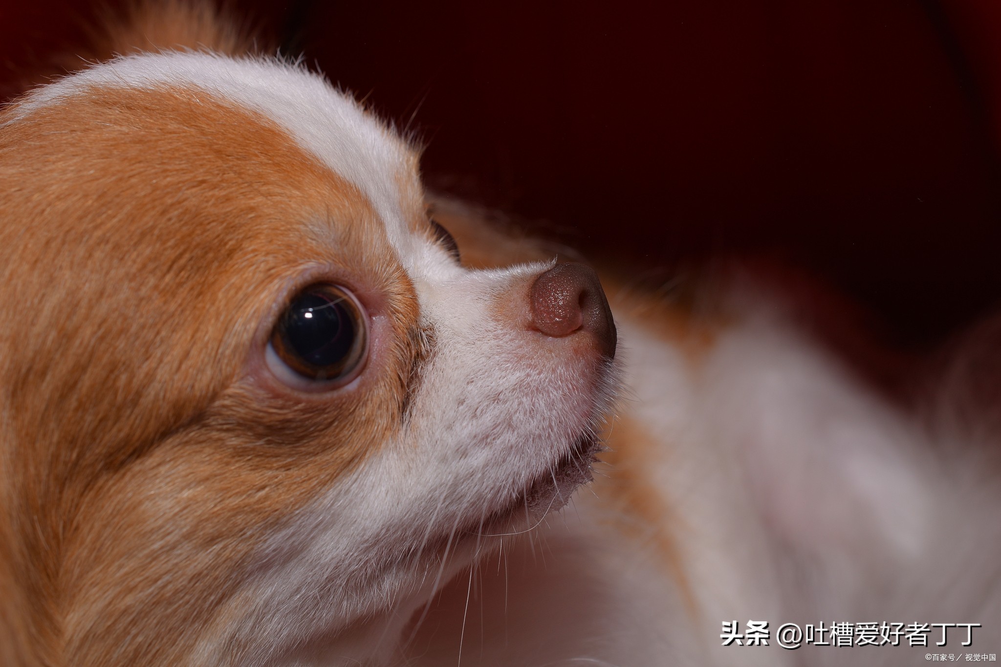 狗狗离去前的表现,狗狗爱不爱你的征兆