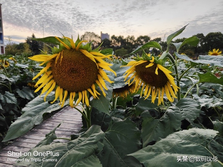 一加9rt现在到底该不该入手,一加9rt旗舰发布