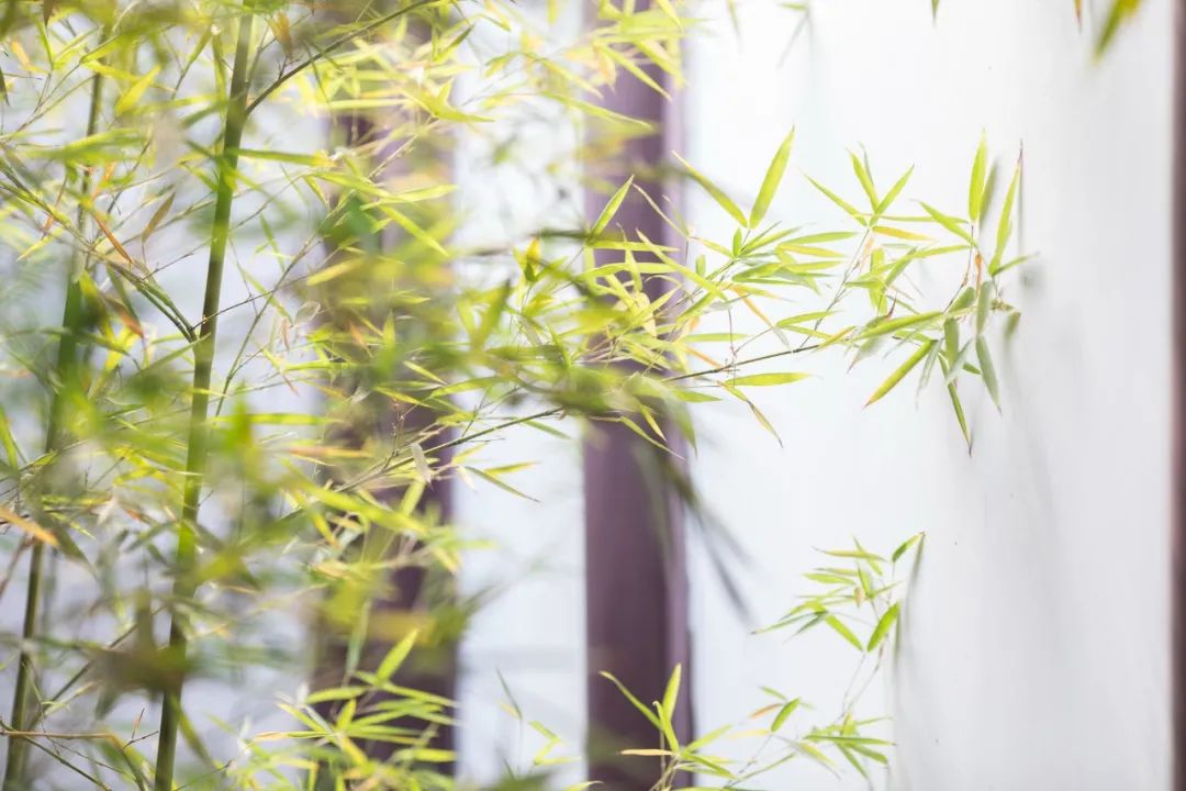 经典咏流传最火的十首古诗,十首千古绝句苏轼