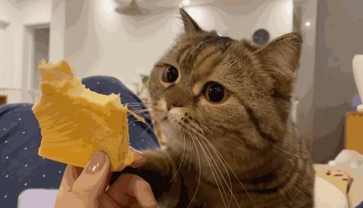 进口猫粮和国产哪个好,尤妮佳进口和本土有什么区别