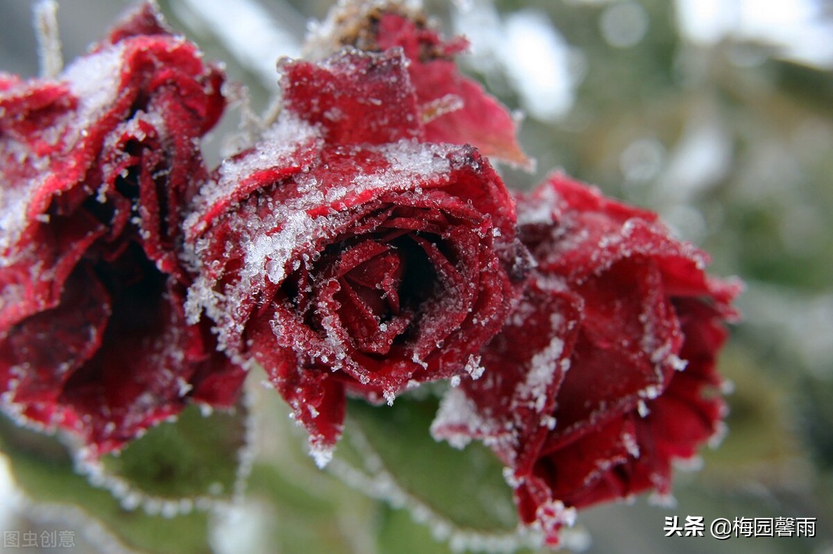 情人节999朵玫瑰,情人节雪花飞舞