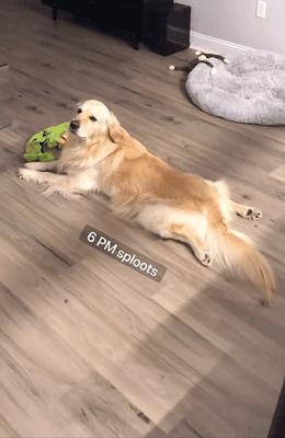 主人监控金毛,主人跟踪狗狗