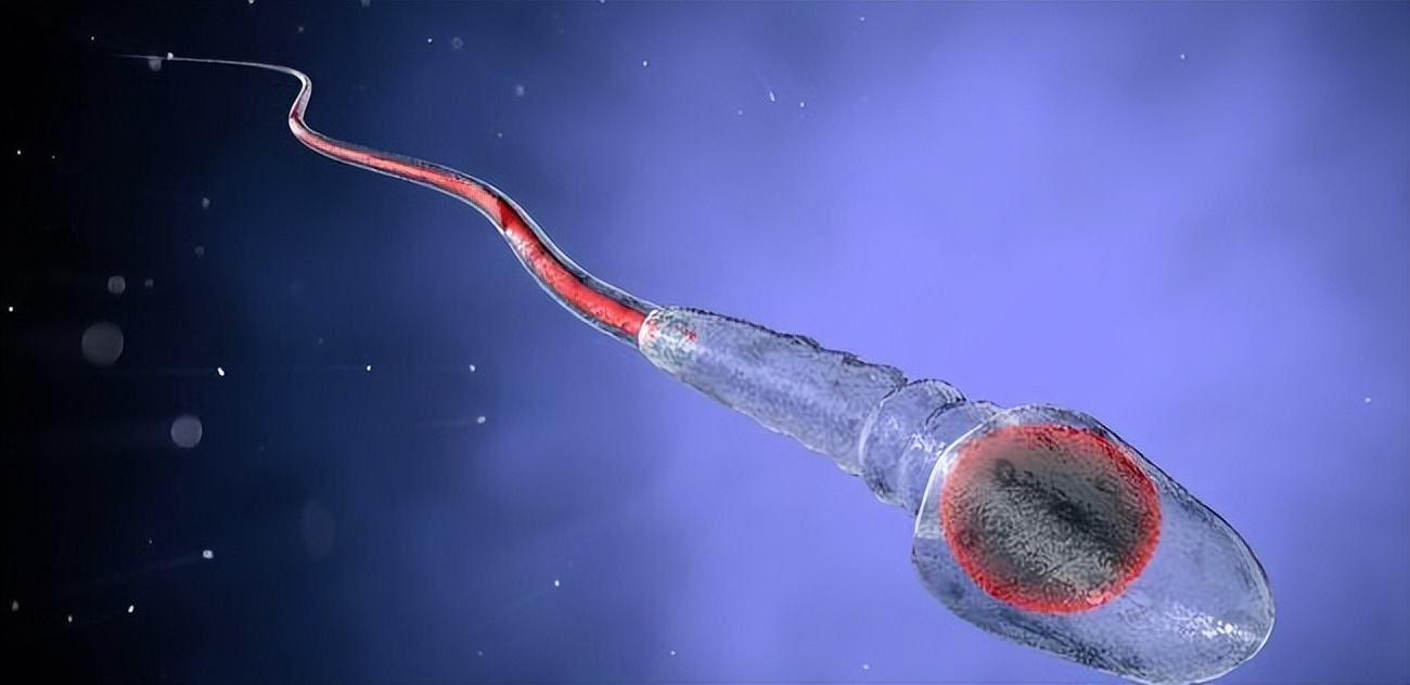生男生女取决于精子？科学家发现卵子也有选择权，但结果却很意外