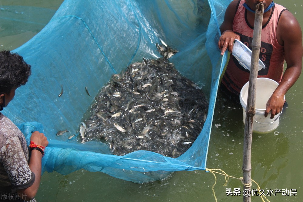 @养殖户：小雪已至，这些水产病害千万不能忽视