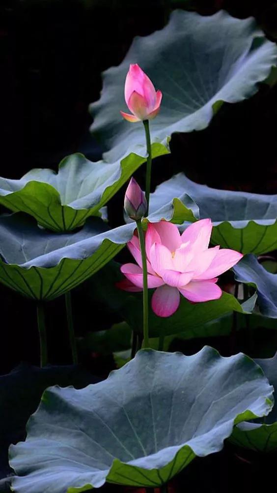 赏经典诵读品诗意人生作文,上善若水厚德载物简介