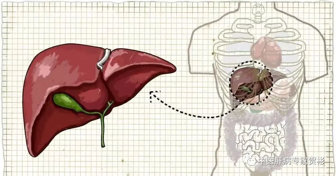 肝硬化腹水消化道出血是什么原因,肝硬化腹水的发生的主要机制是