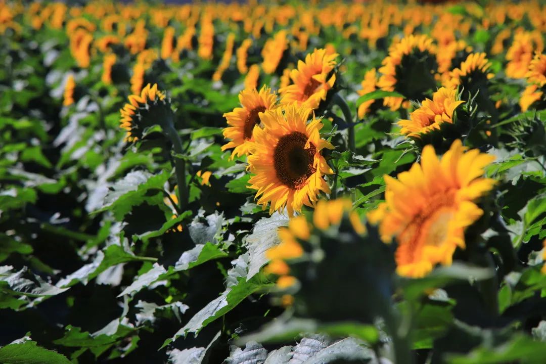 北京周边的向日葵花海,顺义向日葵花海
