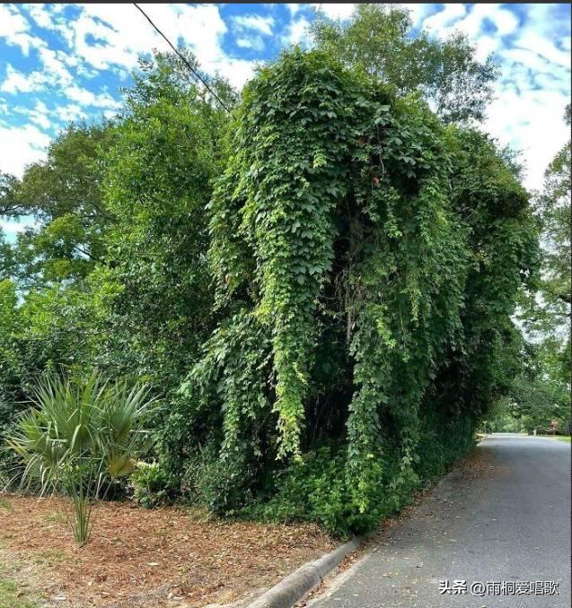 侵华日军*行暴**照片，女子为活命，脱衣服让日本人拍摄，*辱侮**致死