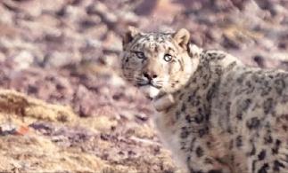 中国最大无人动物园,中国十大动物园红山动物园