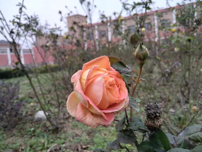 画与景,幼儿长卷画景