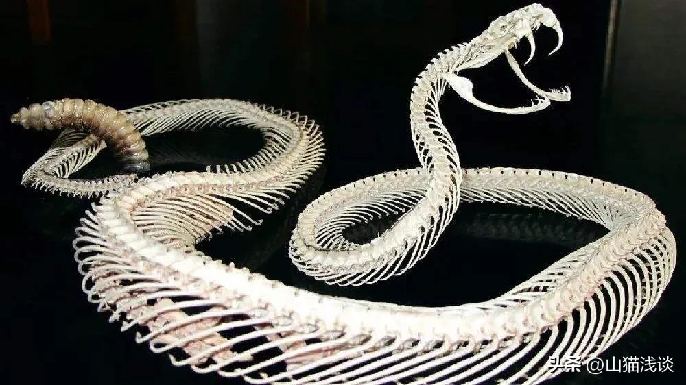 农村老人说：“打蛇一定要打死，否则后果很严重”这是为什么呢？