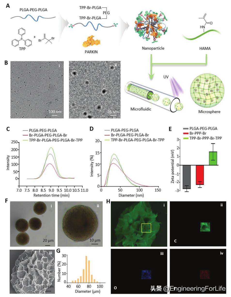 妙！微球嵌微针，一篇AFM
