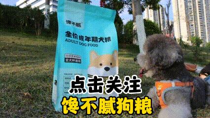 马尔济斯犬和约克夏区别大吗,马尔济斯犬和约克夏犬生孩子