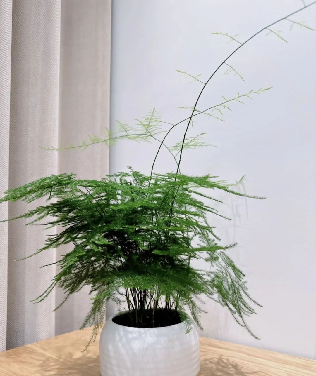 什么花好养又净化空气还漂亮,什么花好看好养抗冻还净化空气