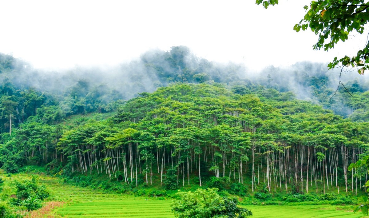 西双版纳和大理房价对比,西双版纳和海南的房价哪个好