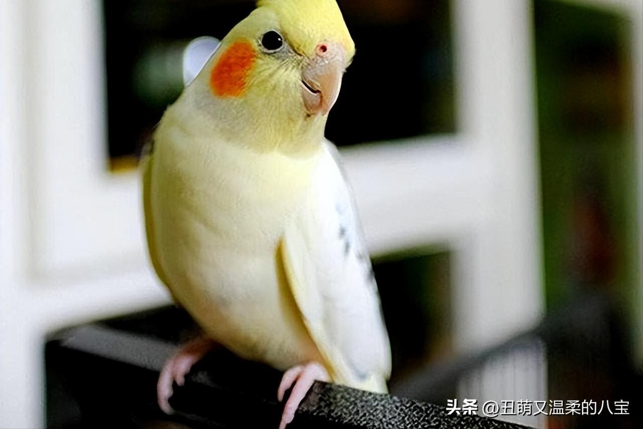 虎皮鹦鹉缺钙有哪些现象,鹦鹉走路一瘸一拐