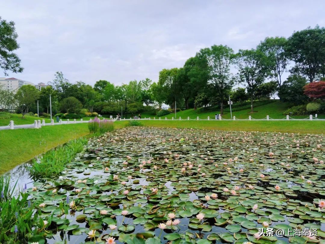 夏日赏荷好去处,奉贤哪里可以赏荷花