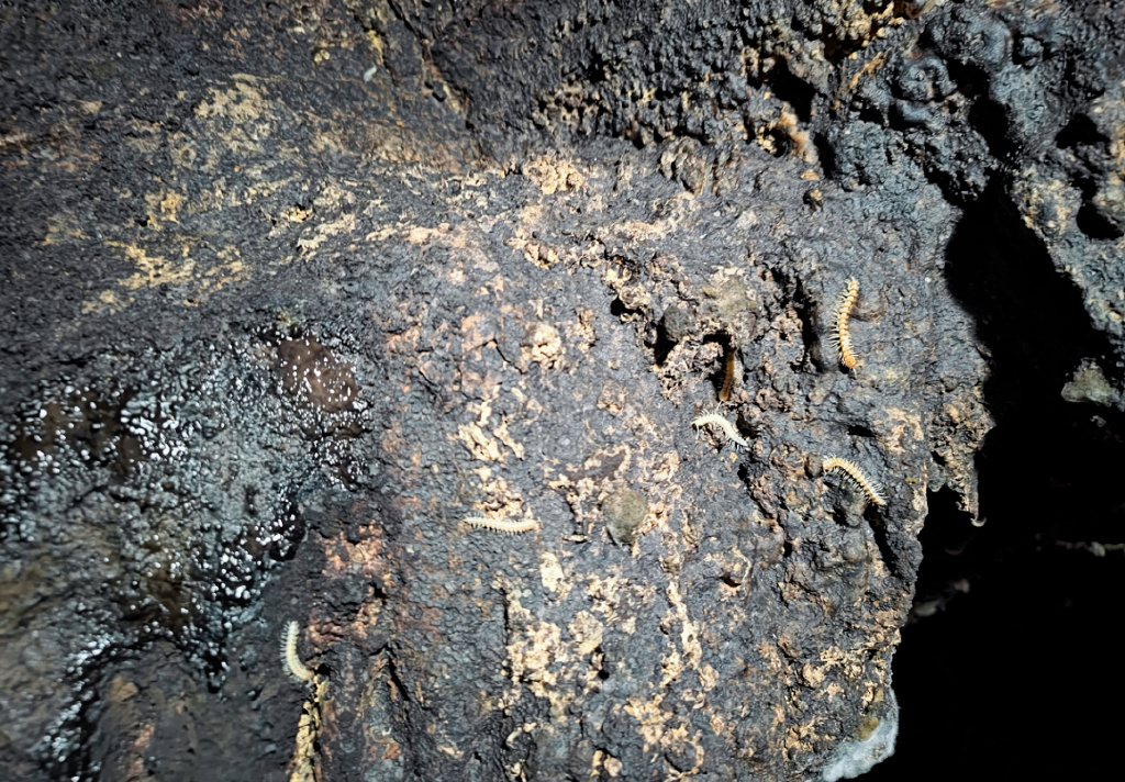 龟仙洞酒优势,龟仙洞酒真实评测