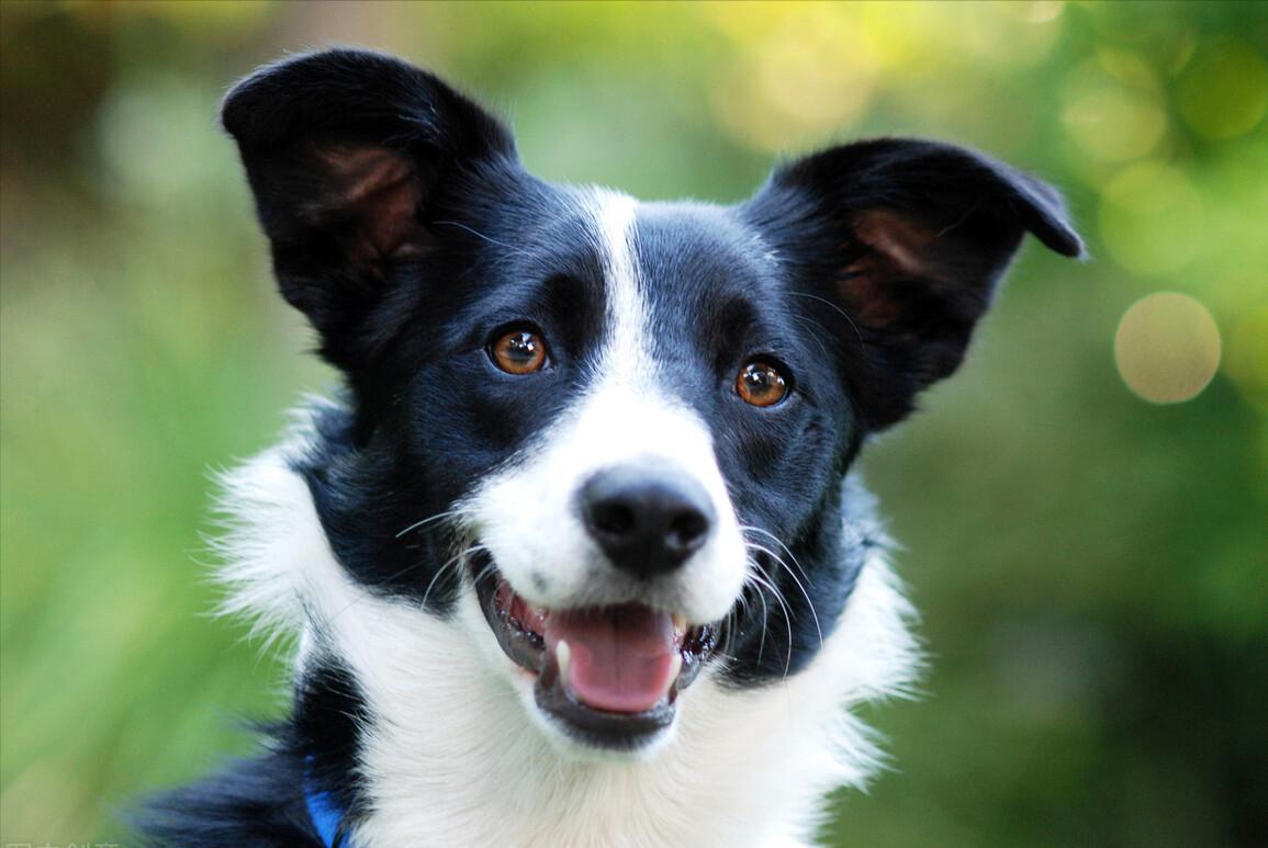 最暖心的狗狗排行榜,最暖的大型狗狗是哪种