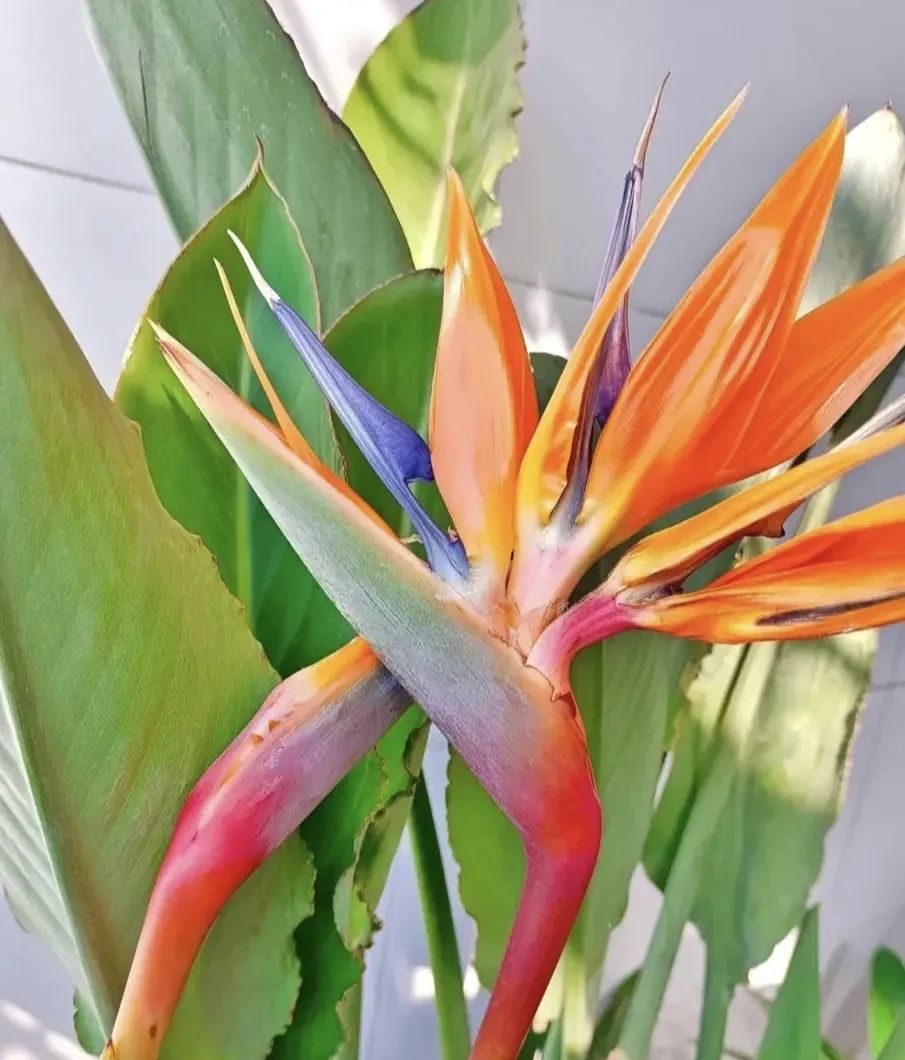 镇宅招财的植物有哪些,十大镇宅养什么植物好