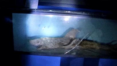 僵尸水族馆原片 (恐怖鲨鱼僵尸)