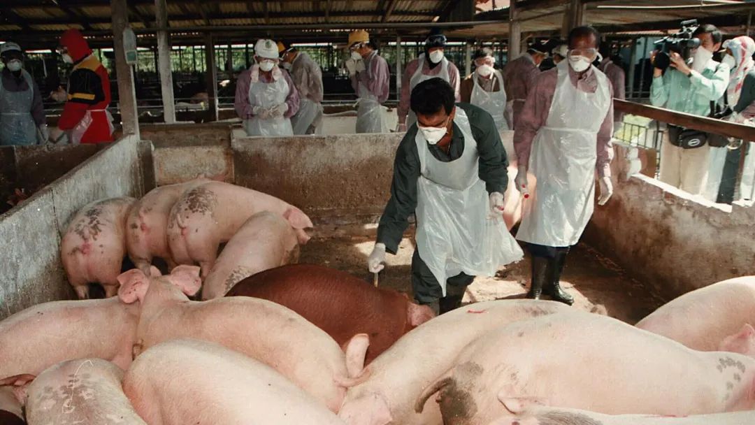 澳洲病毒最新消息今天,日本脑炎病毒是谁发现的