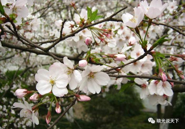 中日文化交流史导论,中日文化交流史视频