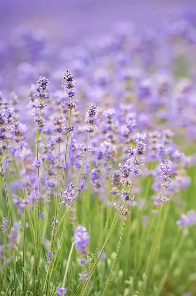 薰衣草，永不褪色的真爱，永不落幕的浪漫｜No.00162