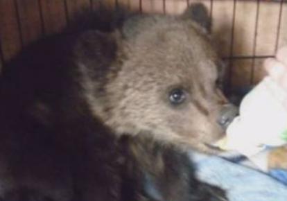 鏉戞皯鎶婄唺褰撶嫍鍏讳簡涓夊勾,琚潙姘戞敹鍏荤殑鐔婂唇