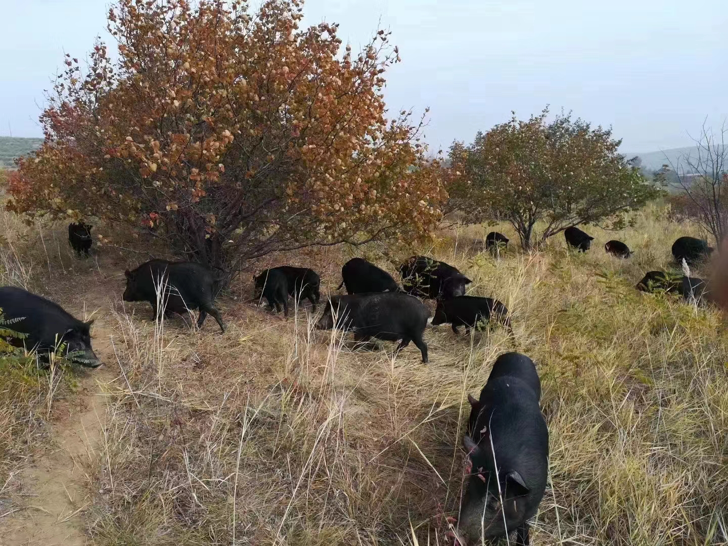 喀喇沁旗乃林镇：漫山“人参猪”拓宽致富路