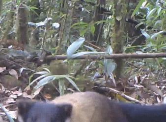 湖北出现“羌仔虎”，体型如狐外表可爱，却能单挑猴子猎杀野猪