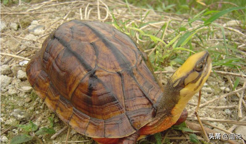 金钱龟习性是群居还是单居,人工养殖金钱龟是保护动物吗