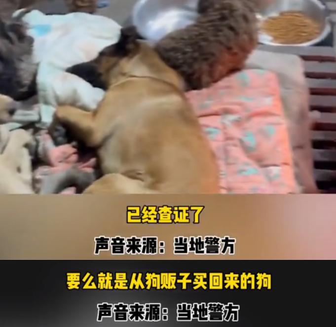 百万网红虐狗事件是真的吗,虐狗事件网红账号被封号