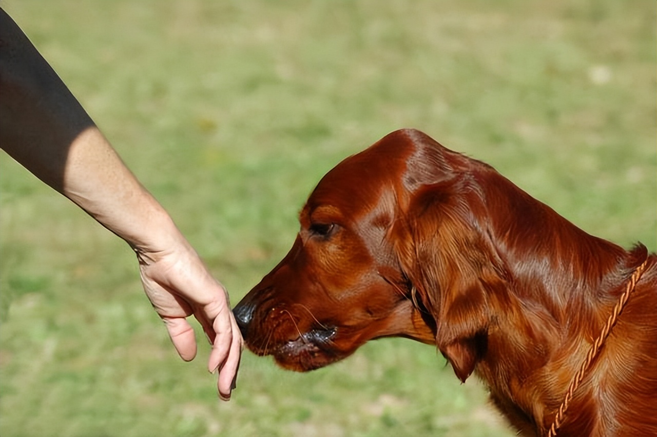 养狗这么久才知道，每次回家狗狗过来“闻”我，原来是“查岗”