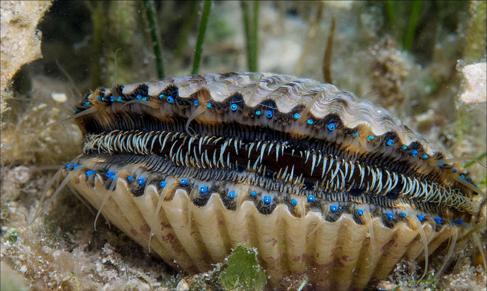 12张让人惊叹的动物的照片,眼界大开30张活久见的动物图