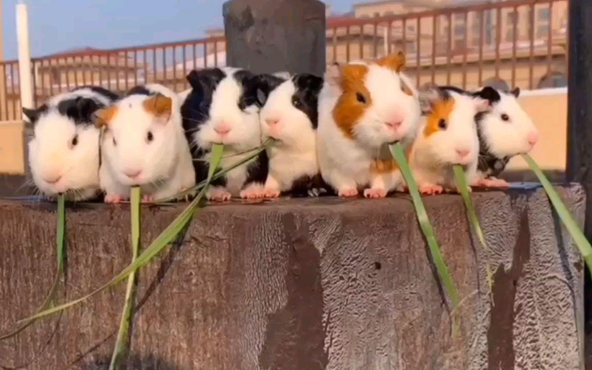 人类排泄物是臭的吗,人的排泄物为什么是臭的