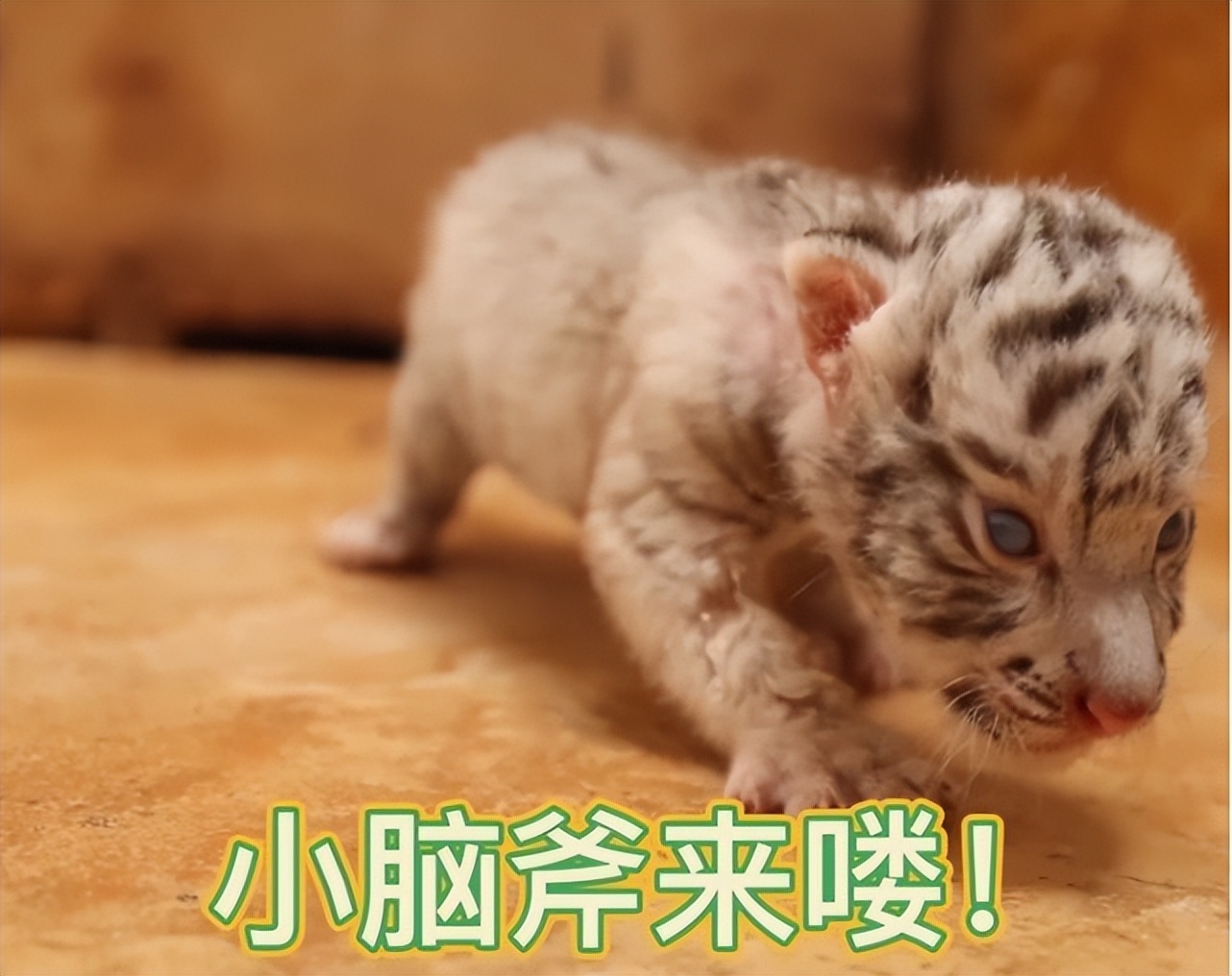 神话是真的！山东诞生珍稀“雪虎”，全身纯白，概率十万分之一