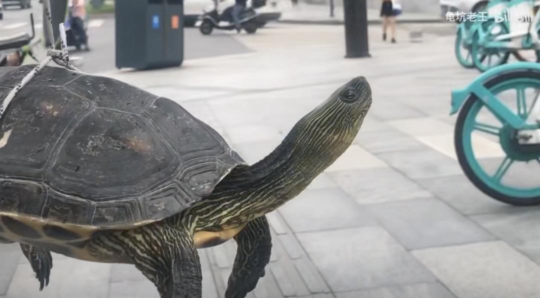 买了一只乌龟有什么预兆,路边800块钱买6只大乌龟