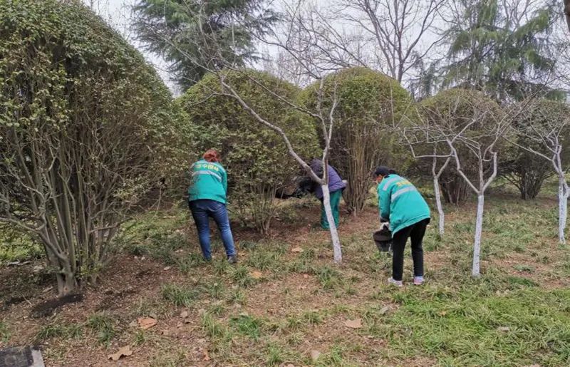 春季绿化苗木栽植流程,绿化苗木专用的施肥方法