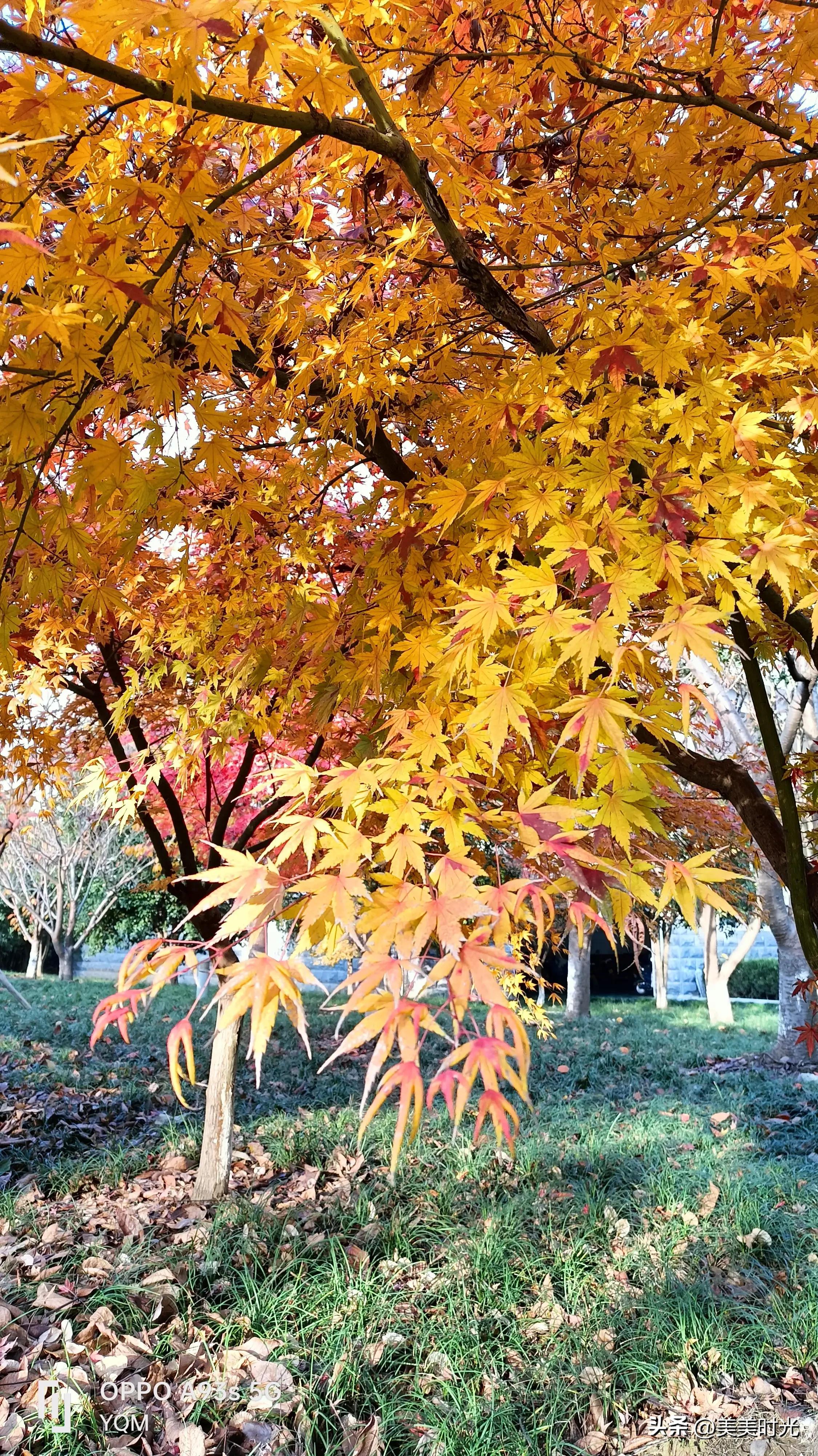 红枫在什么季节最好看,红枫红了的季节