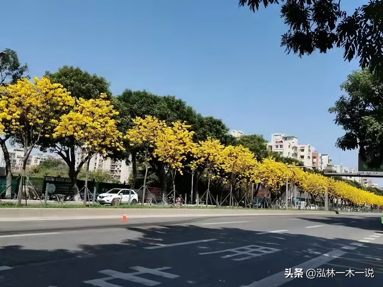 满城尽带黄金甲英文,满城尽带黄金甲美声