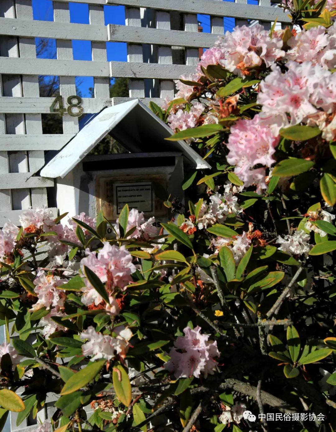 中新建交50周年｜“人类贡献奖”年赛中的新西兰民俗故事