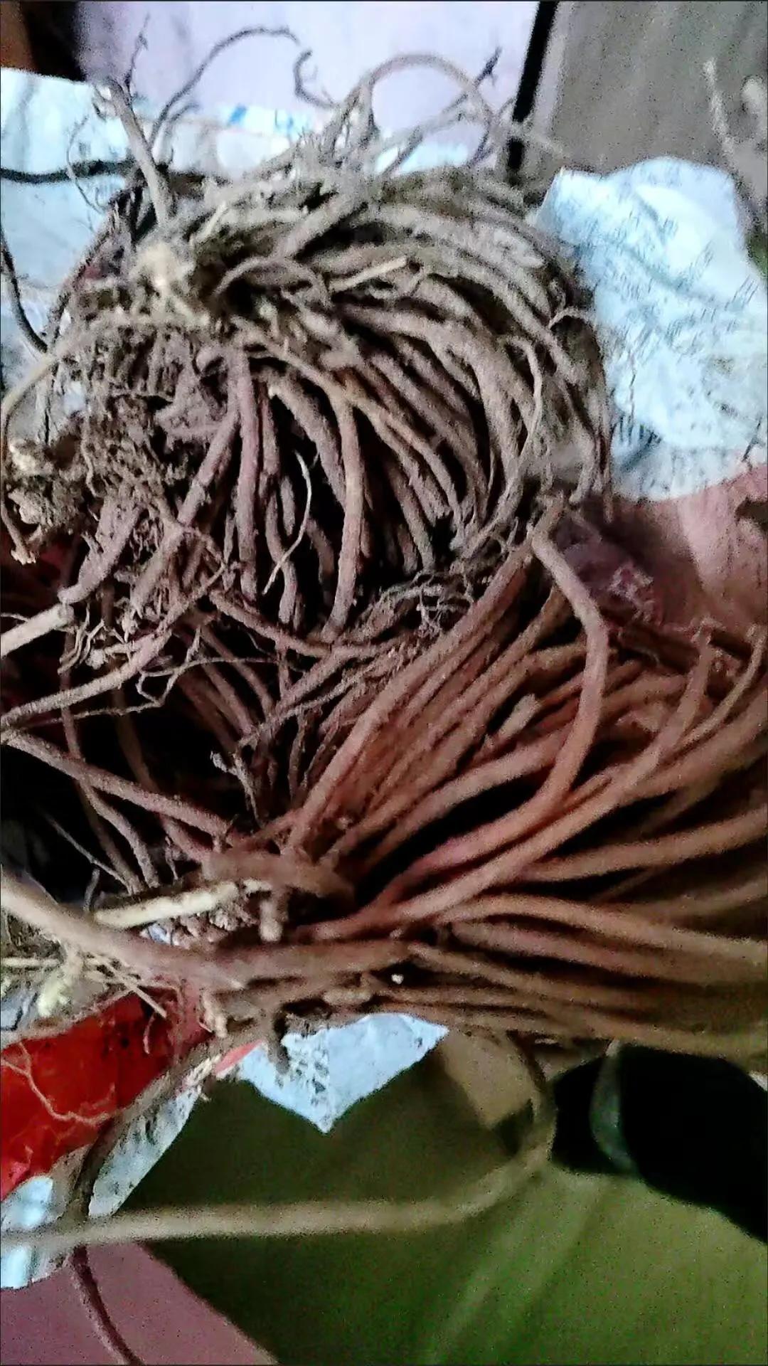 铁线莲根怎样辨别真假,铁线莲真假怎么辨别