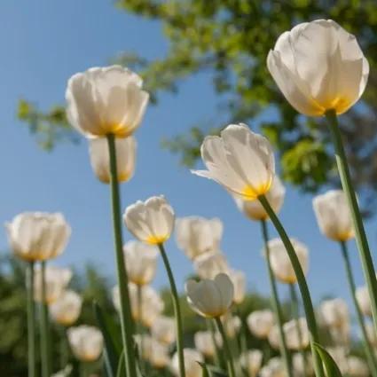 情人节送花的寓意和意义,情人节花语经典短句