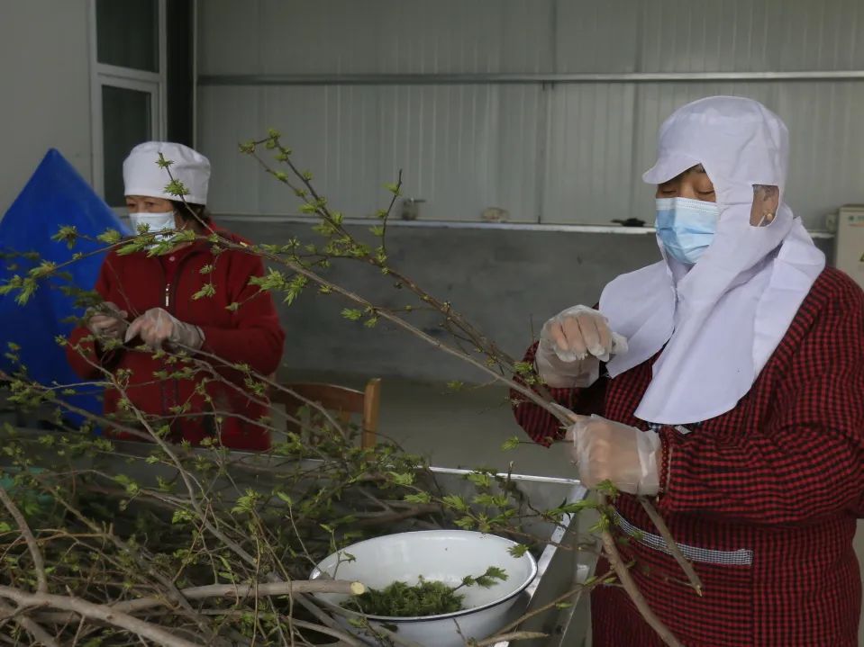 特色产业助力乡村振兴|鄌郚杜仲“小”雄花助农“大”增收
