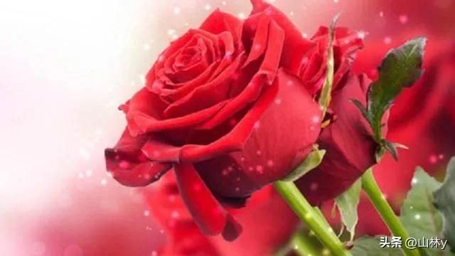 分享玫瑰花的图片,最美的玫瑰花送给最漂亮的你图片