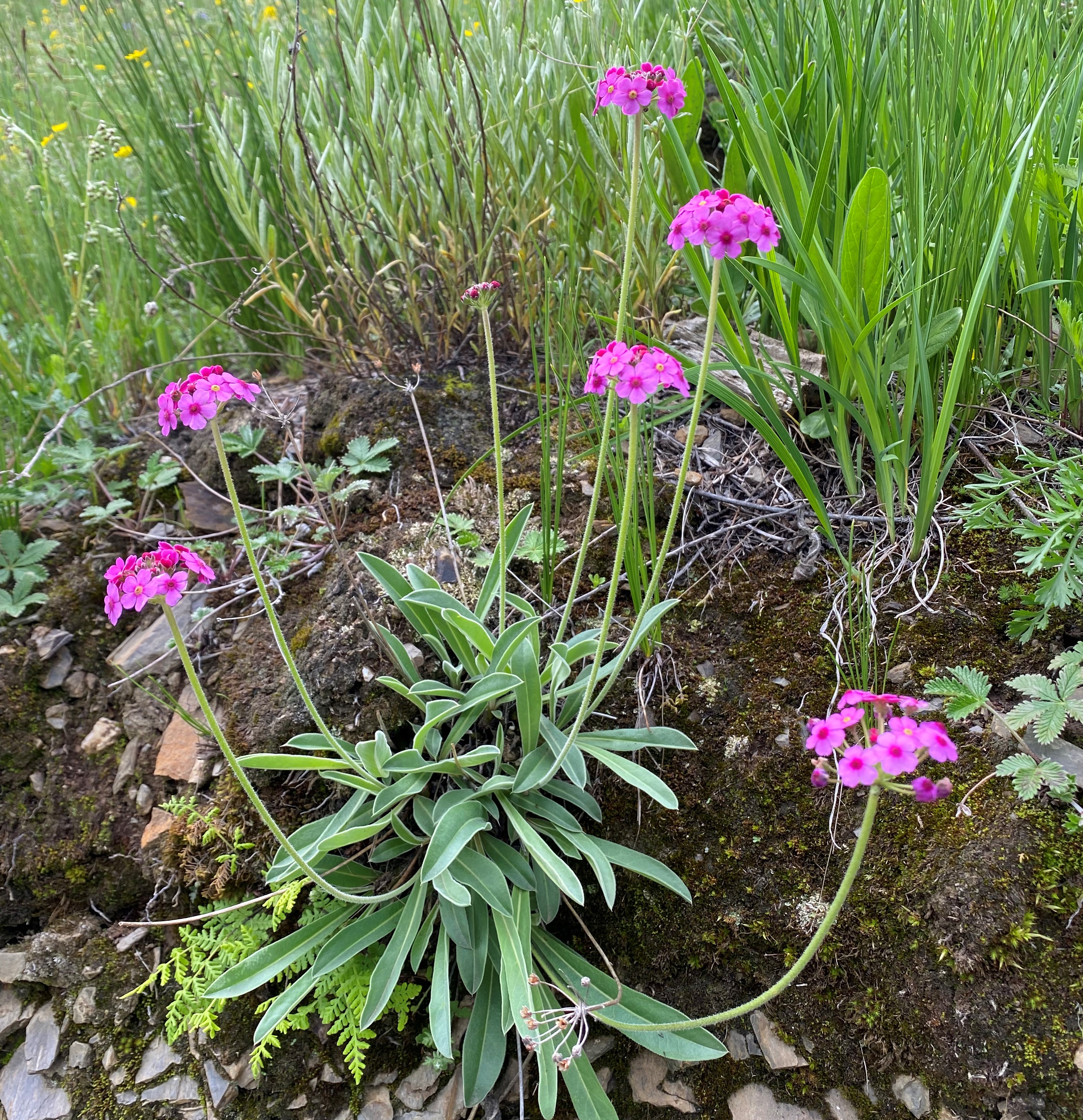理塘格聂神山怎么走,理塘格聂神山故事