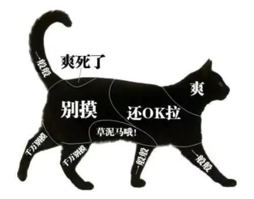 猫身上的“舒服区”与“雷区”，你知道吗？