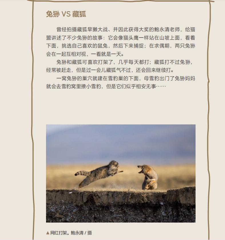 中国这13种猫猫,一种都不能少