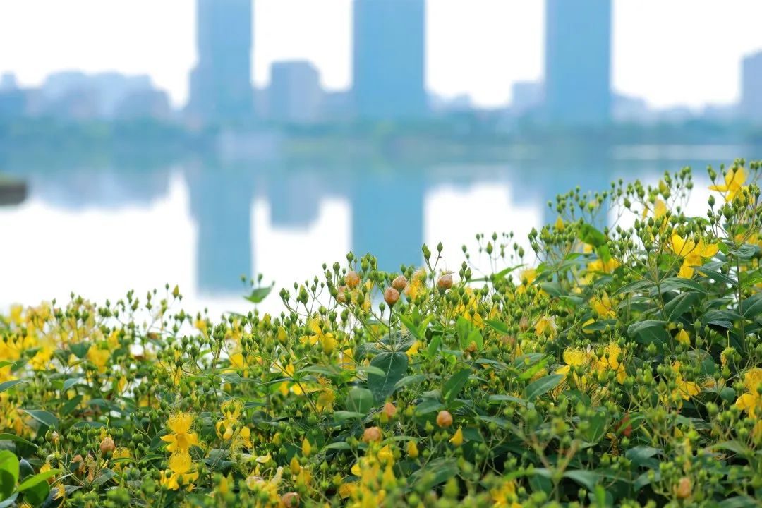 商丘日月湖牡丹盛开,日月湖花商丘